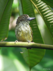 Pogoniulus scolopaceus