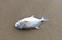 Trachinotus
