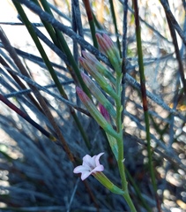 Adromischus caryophyllaceus