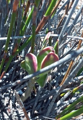 Adromischus caryophyllaceus
