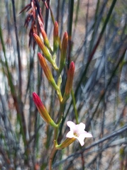 Adromischus caryophyllaceus