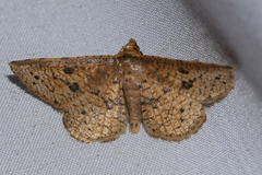 Striglina duplicifimbria