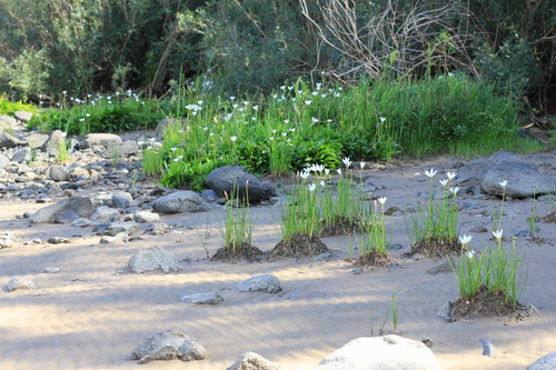 Zephyranthes candida