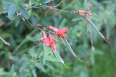 Camptosema rubicundum