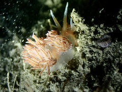 Sakuraeolis enosimensis