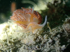 Sakuraeolis enosimensis