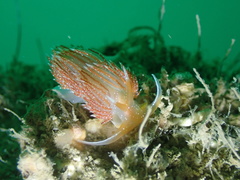 Sakuraeolis enosimensis
