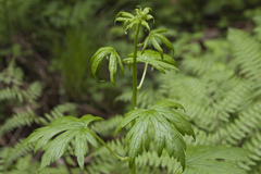 Aconitum sczukinii