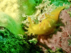 Kaloplocamus acutus image