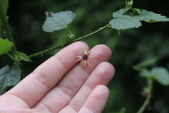 Byttneria urticifolia