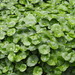 Whorled Pennywort - Photo (c) 葉子, some rights reserved (CC BY-NC), uploaded by 葉子