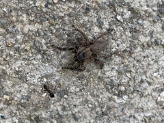 Salticidae