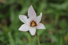 Zephyranthes gracilifolia