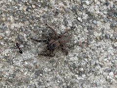 Salticidae
