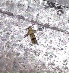 Stathmopoda tritophaea