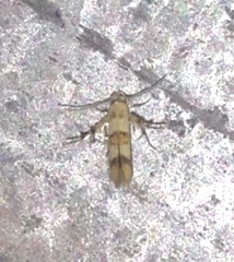 Stathmopoda tritophaea