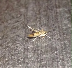 Stathmopoda tritophaea