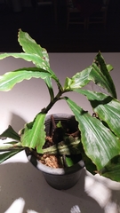 Amischotolype hispida