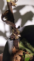 Amischotolype hispida