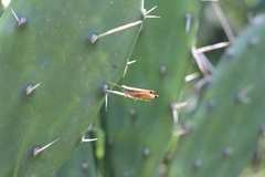 Amblytropidia australis