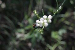 Augochloropsis tupacamaru