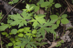 Aconitum sczukinii