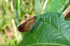 Synapte malitiosa