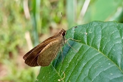 Synapte malitiosa