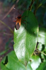 Hypselonotus bitrianguliger
