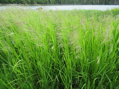 Glyceria arundinacea