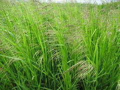 Glyceria arundinacea