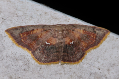 Chrysocraspeda olearia