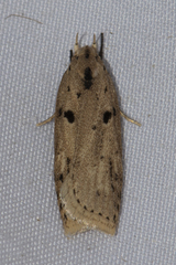 Oditinae