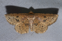 Striglina duplicifimbria