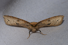 Striglina duplicifimbria