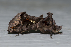 Plusiopalpa adrasta