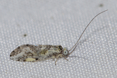 Myopsocidae