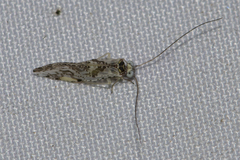 Myopsocidae