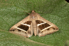 Grammodes bifasciata