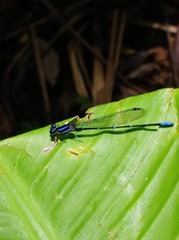 Argia oculata
