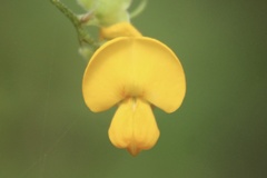 Podolobium aciculiferum