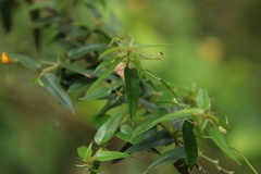 Podolobium aciculiferum