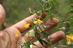 Podolobium aciculiferum