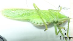 Copiphora brevirostris