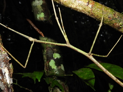 Phanocloidea muricata