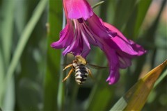 Rhodanthidium septemdentatum