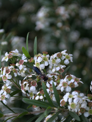 Callomelitta littleri