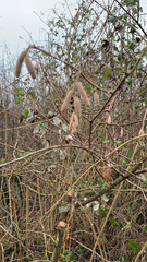 Corylus avellana