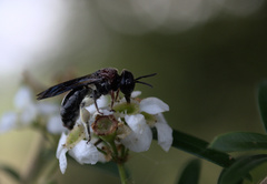 Callomelitta littleri