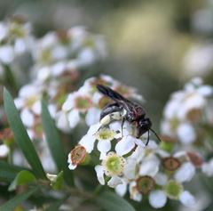 Callomelitta littleri